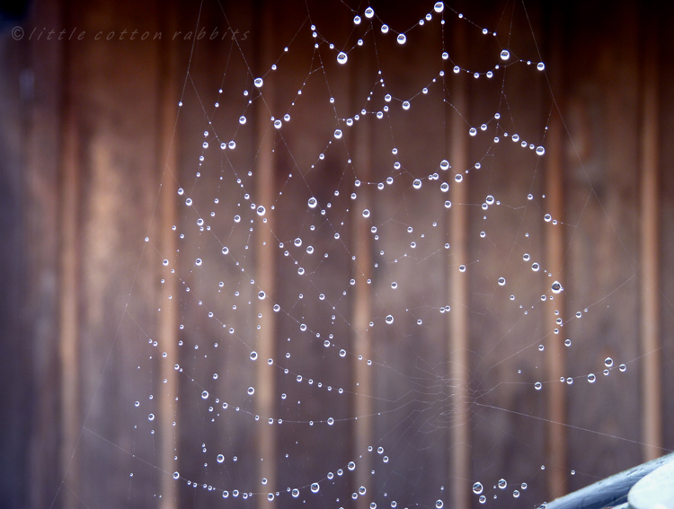 Web Web