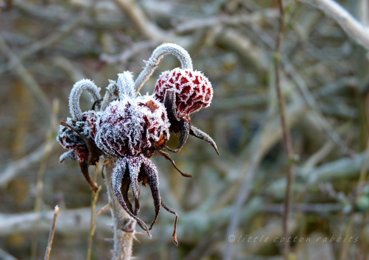 Rosehips