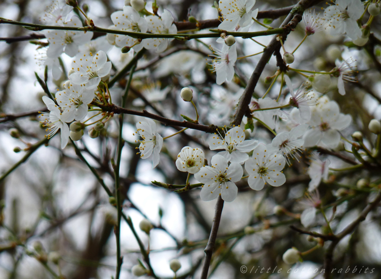 Plum blossoms