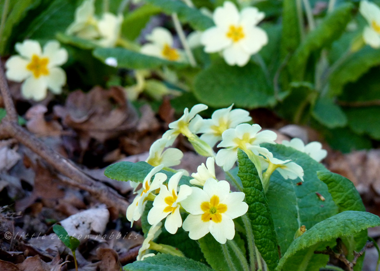 Primroses