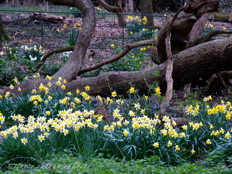 Daffodils