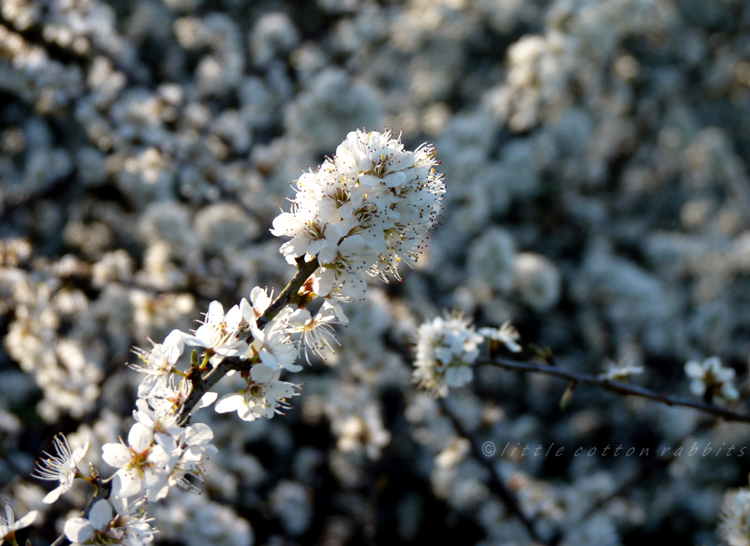 Blackthorn blossom