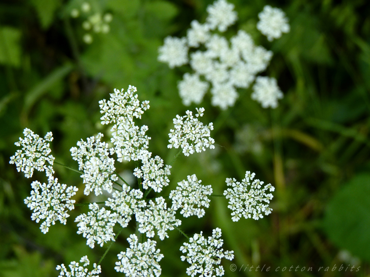 Cowparsley