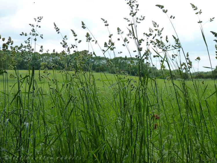 Field margins