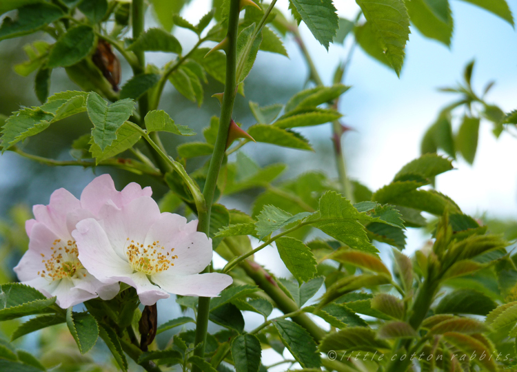 Dog roses