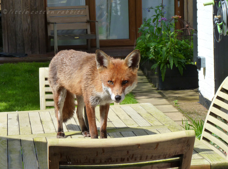 Kit on the table