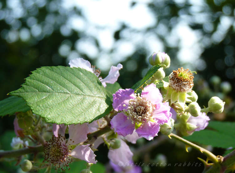 Blackberry flower