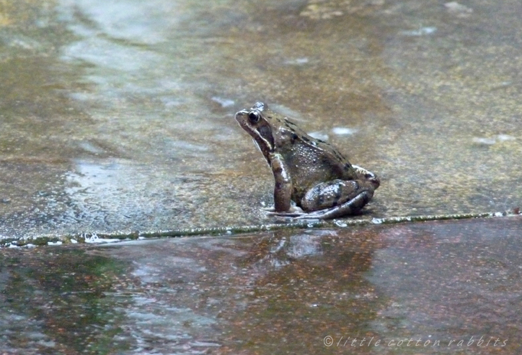 Happy frog