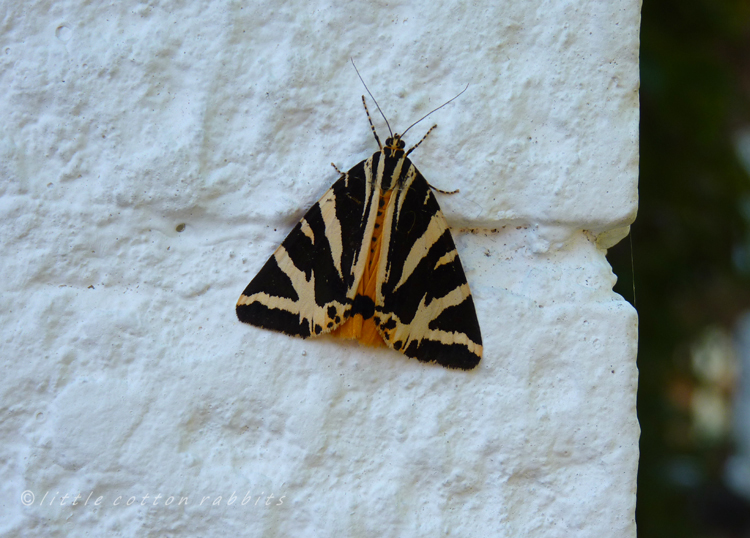 Jerseytigermoth