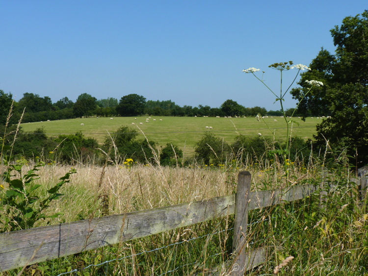 Summer countryside