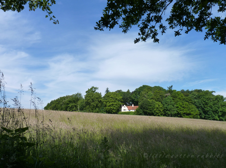 House in the trees