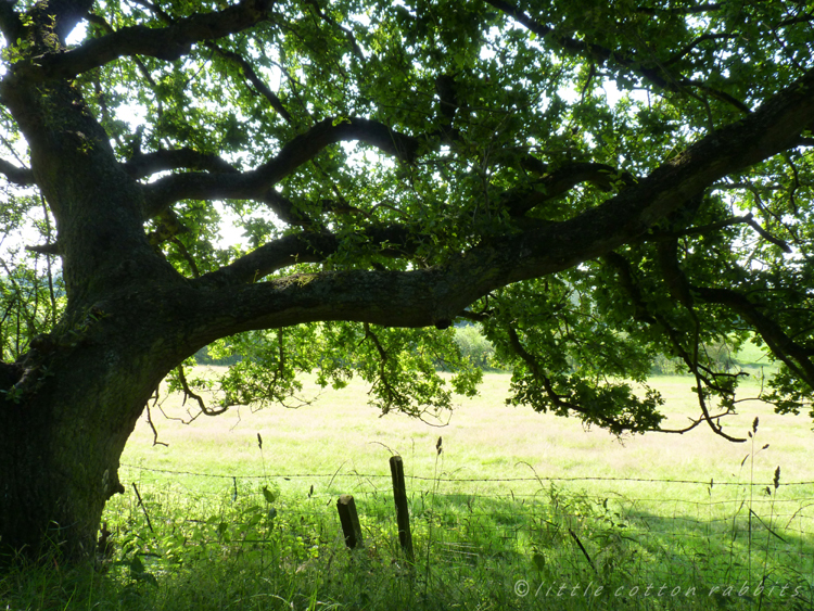 Under the oak