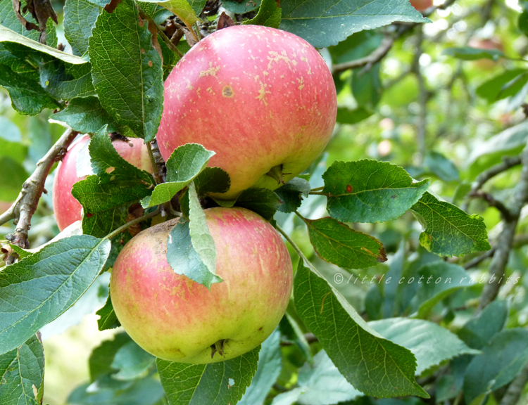 Blushed apples