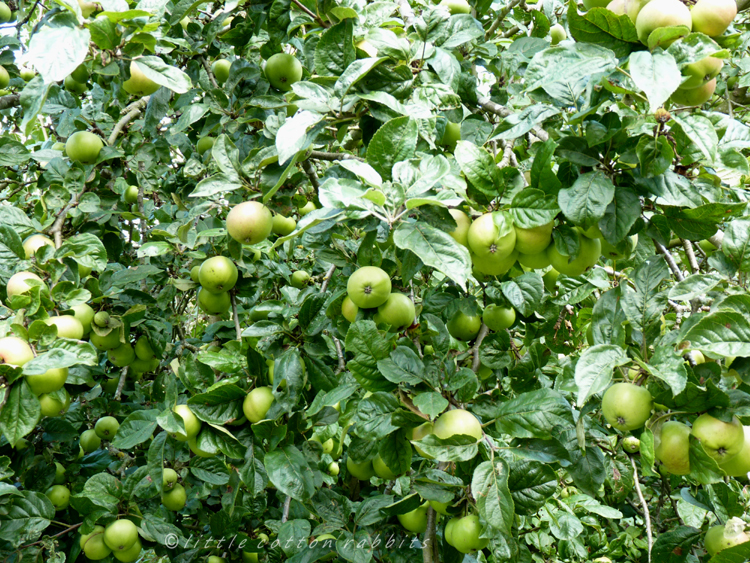 Green apples