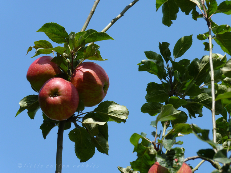 Red apples