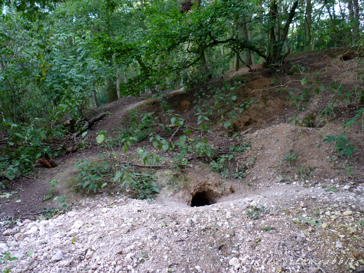 Badger sett