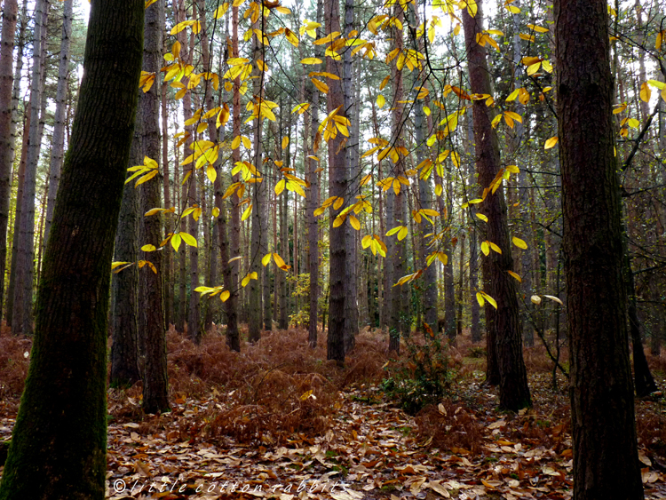 Contrasting leaves