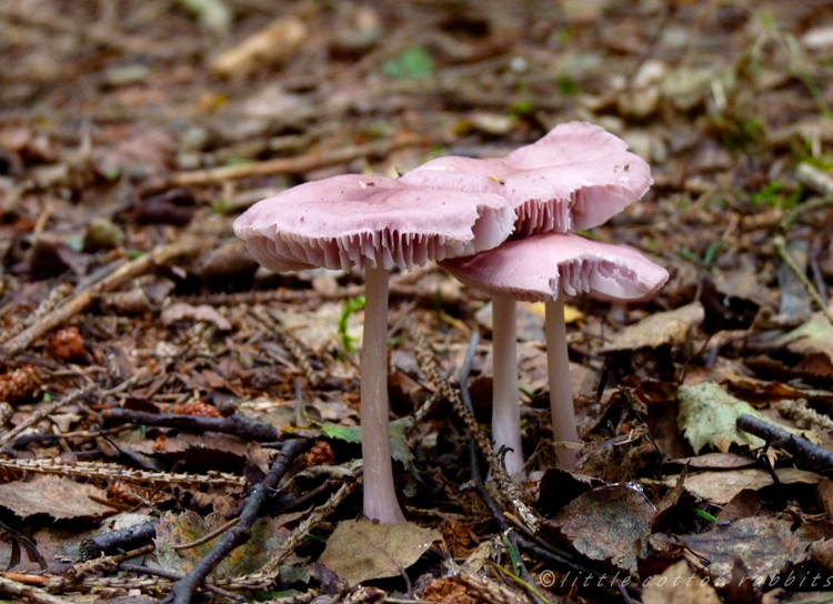 Pink toadstools