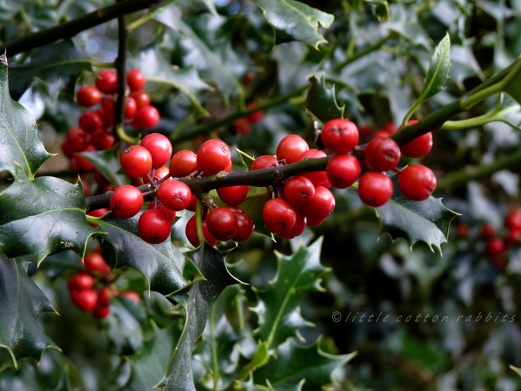 Holly berries