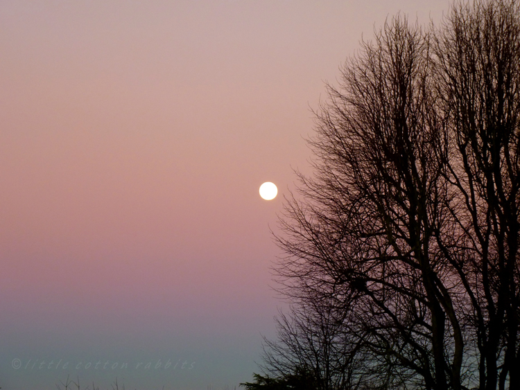 Woolfmoon1 Woolfmoon1