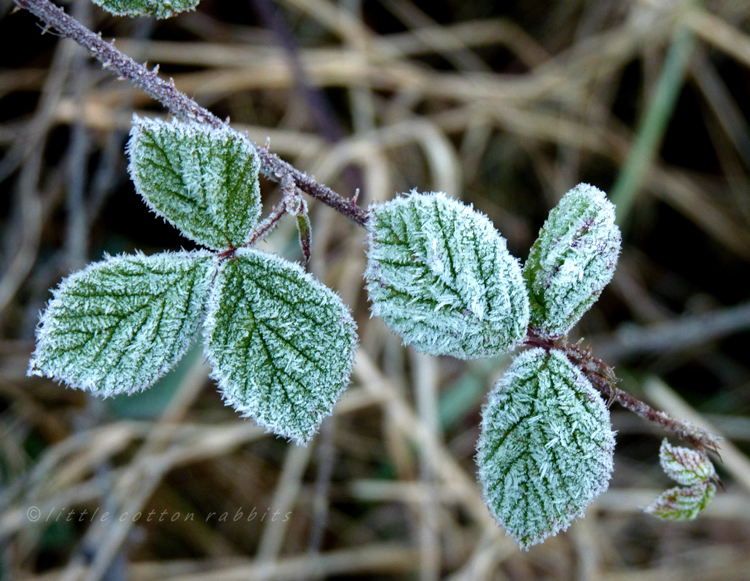 Frosty brambles