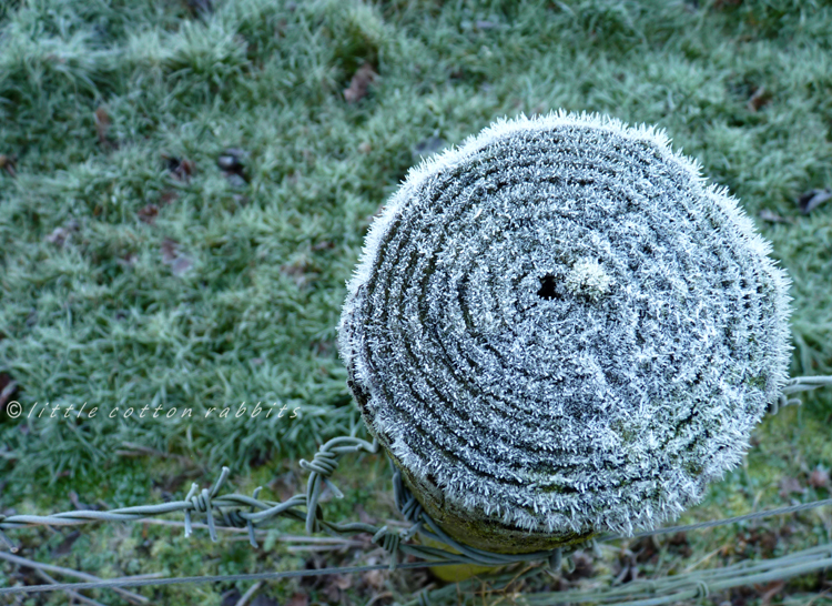 Frostystump