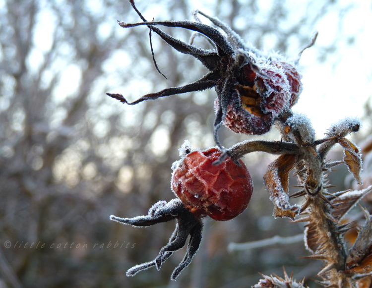 Rosehips2