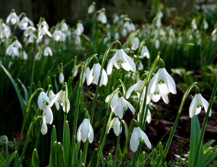 Snowdrops4