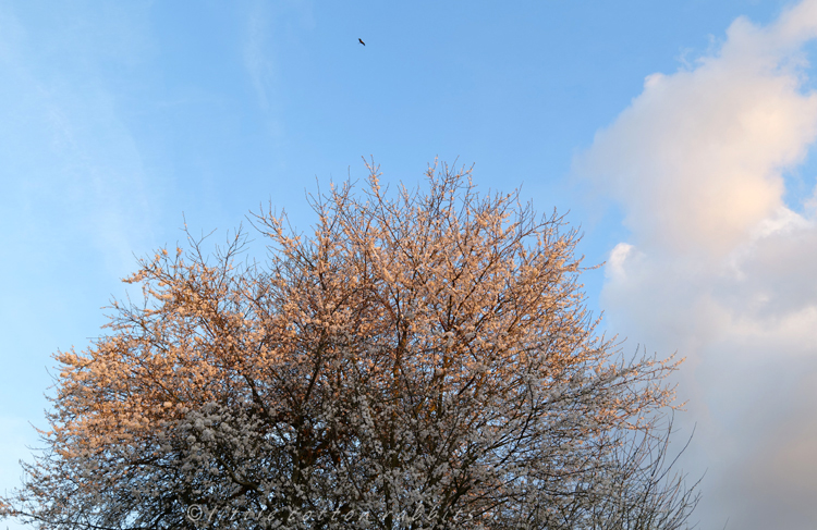 Dawn on the plum blossom