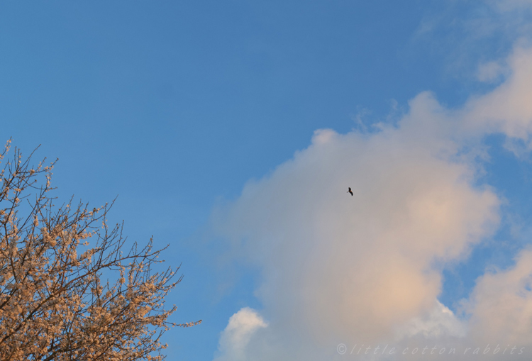 Red kite and blossoms