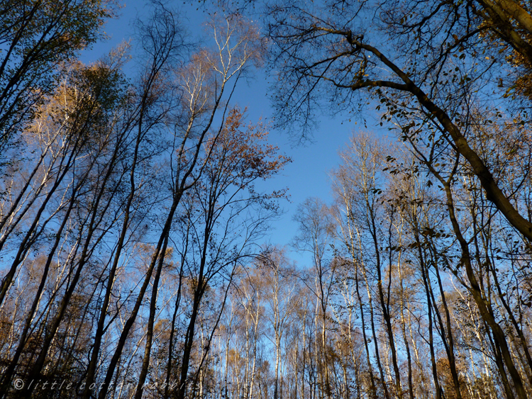 Bare trees