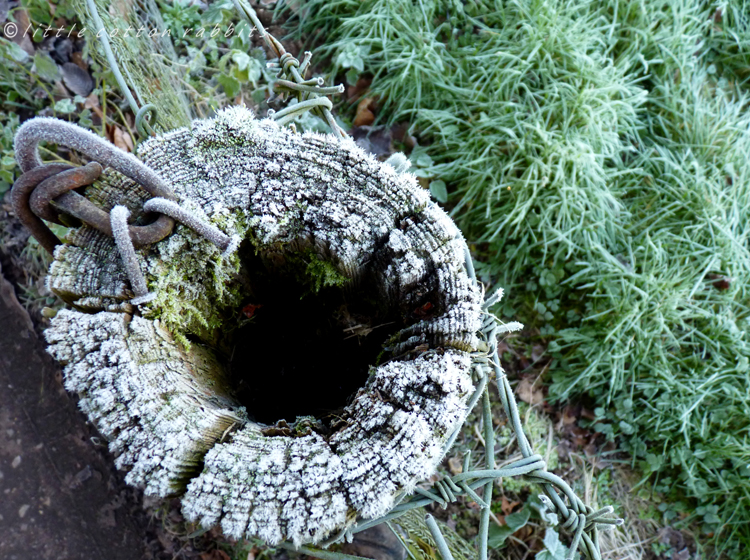 Frosty stump