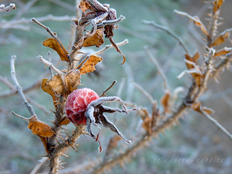 Rosehip