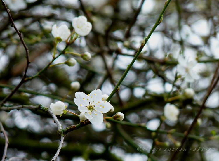 Plumblossoms