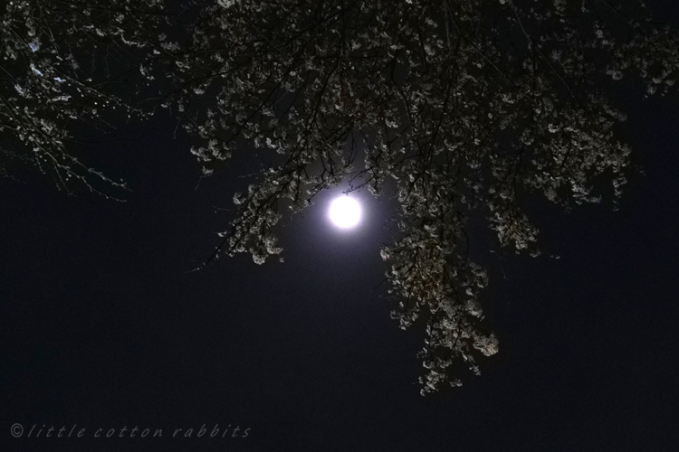 Full moon and blossom