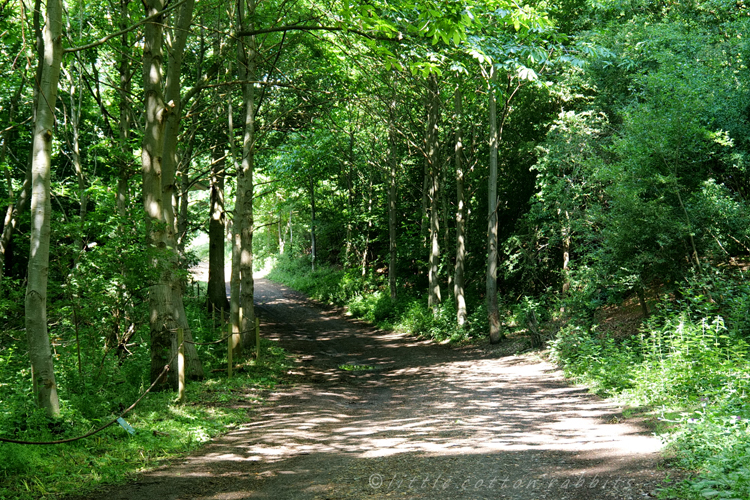 Dappled path