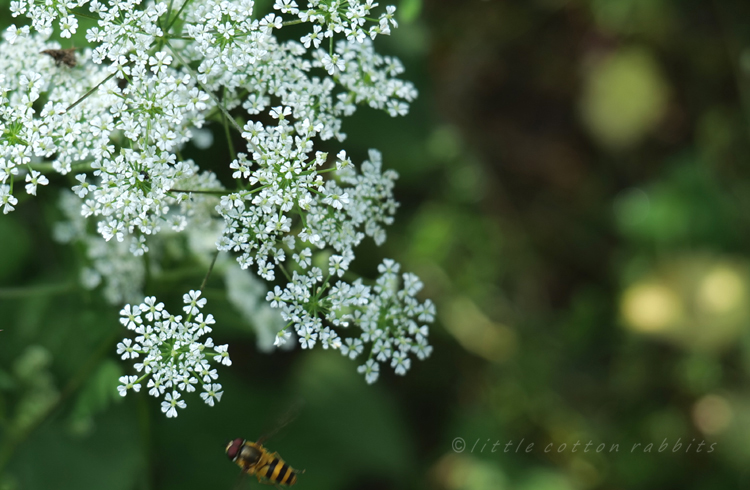 Cowparsley4