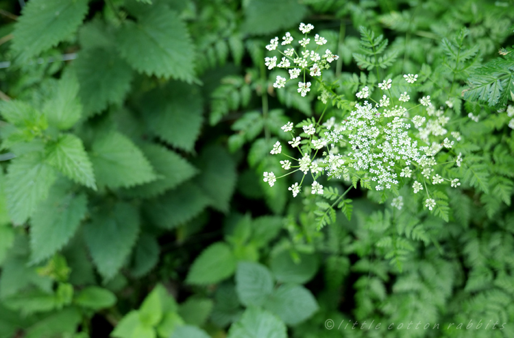 Cowparsley5