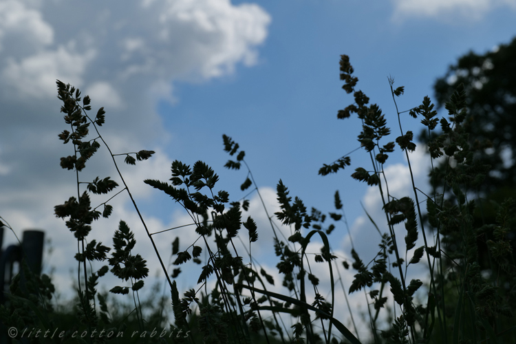Silhouetted grasses