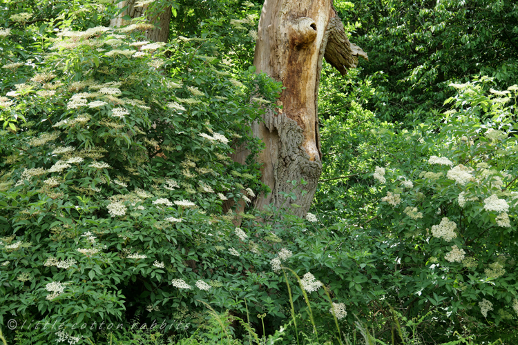 Elderflower tree