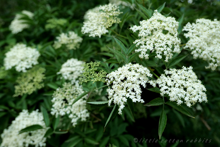 Elderflower