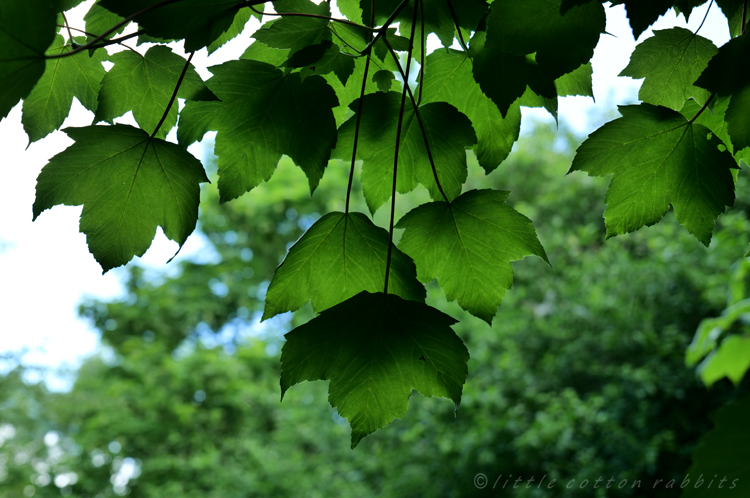 Greenery