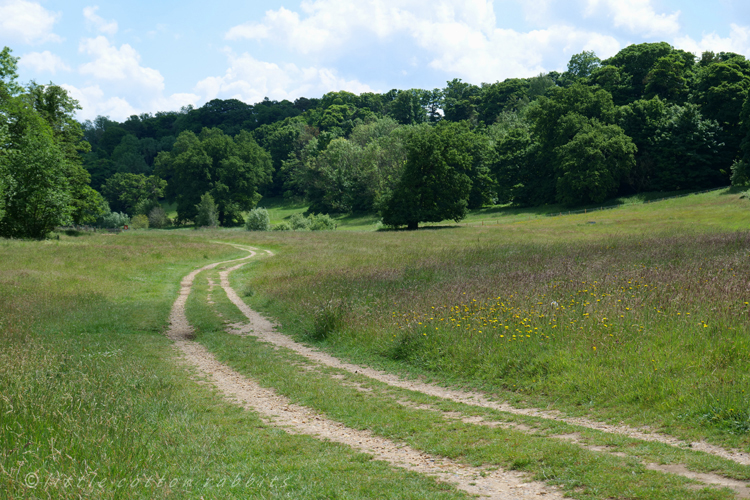 Meadow