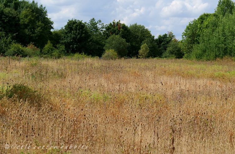 Dry grasses