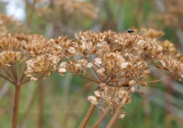 Seed heads