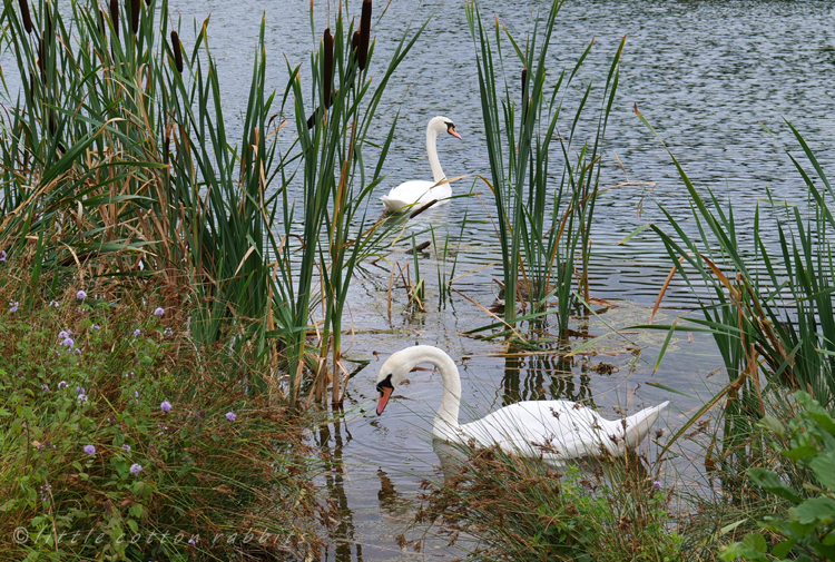 Swans