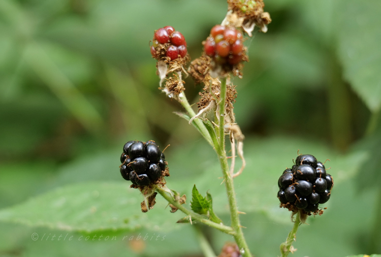 Blackberries