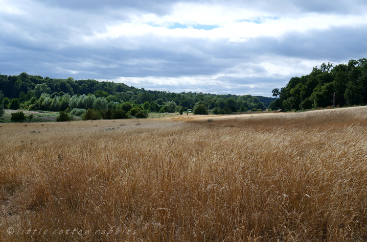 Dry grasslands