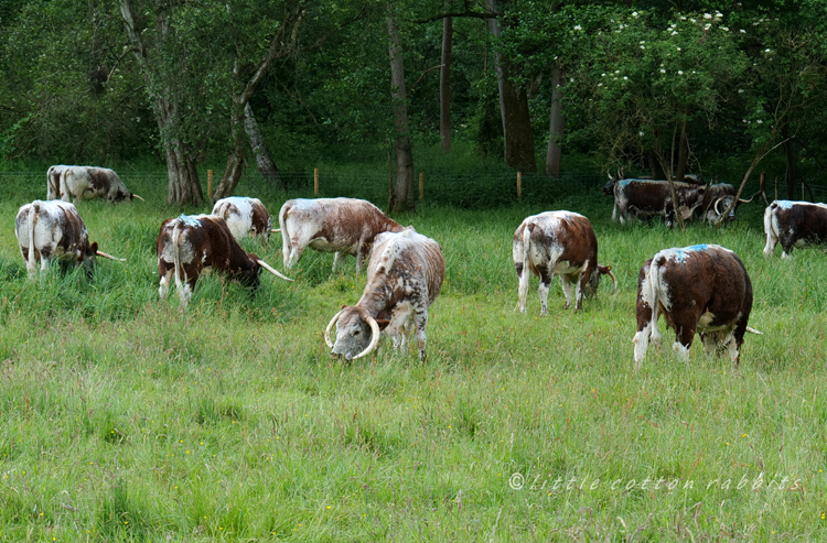 Longhorns