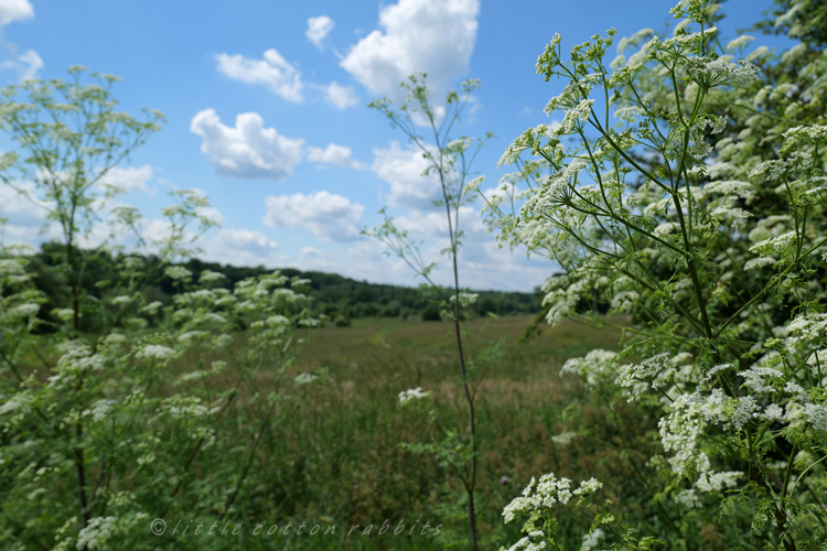 Cow parsley